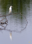 Great Egret 4735